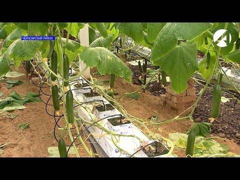 Как выращивать помидоры в открытом грунте — технология выращивания