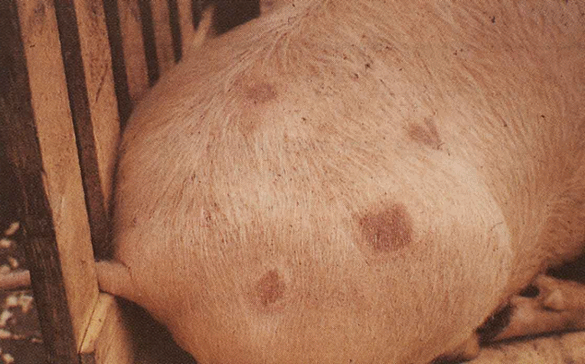Африканская чума свиней: симптомы и лечение, опасность для людей, как передается