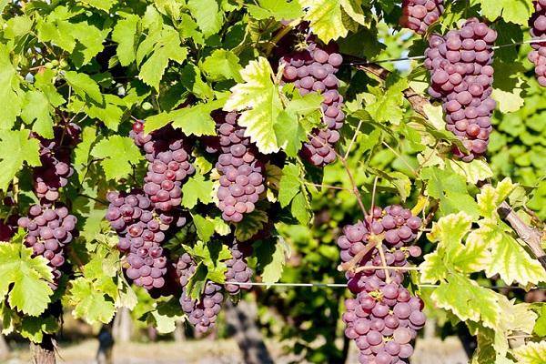 Лучшие сорта винограда для изготовления вина