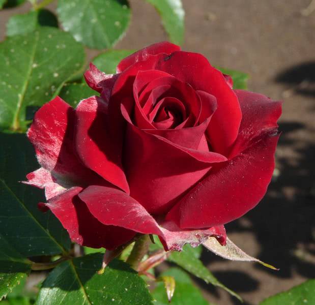 Сорта и выращивание роз флорибунда