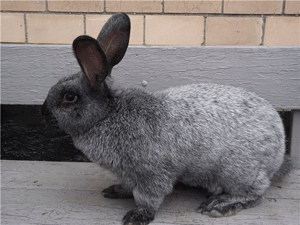 Обзор кроликов породы серебро