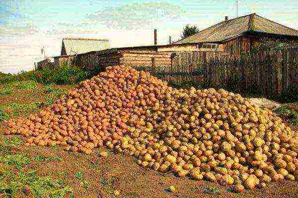 Описание сортов картофеля Сорокодневки, выращивание, когда копать