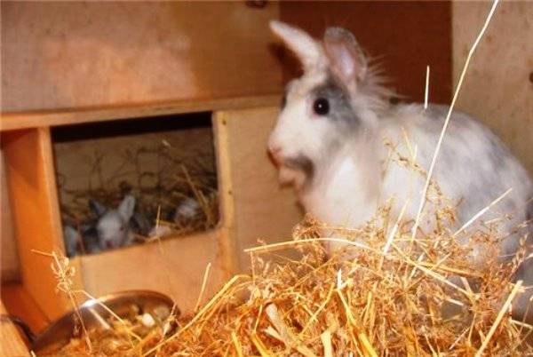 Крольчиха разбрасывает крольчат после окрола: как бороться и причины?