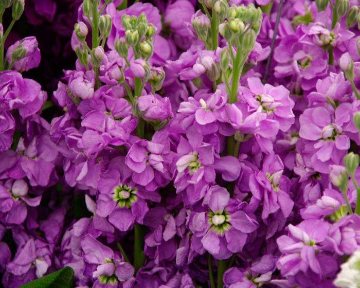 Левкой или маттиола: фото цветов с изысканным ароматом, полезные советы цветоводам по выращиванию душистой культуры