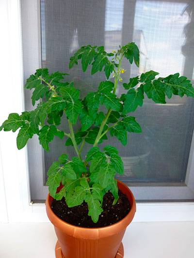 Яркие бусы на кустах — миниатюрный томат «пиноккио»: выращиваем на участке и дома на балконе