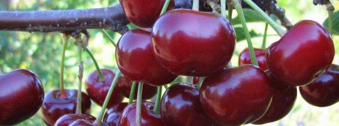 Описание и характеристики сорта вишни кентская, преимущества и недостатки, выращивание