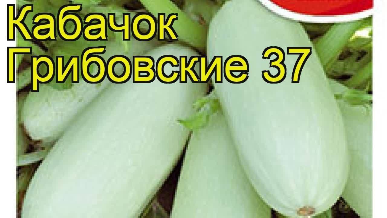 Кабачок «грибовский 37»: описание сорта и особенности выращивания