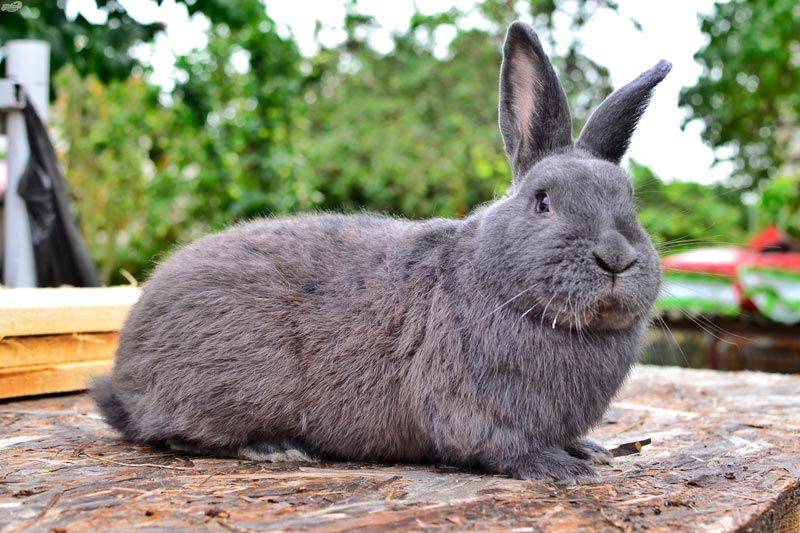 Венский голубой кролик: особенности породы