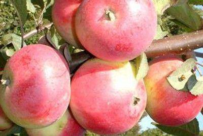 Любимый и популярный сорт яблок заветный