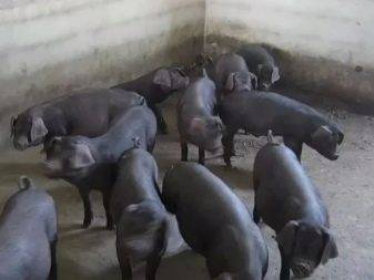 Описание лучших пород рыжих свиней и условия содержания, плюсы и минусы