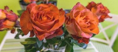 Как размножать розы в домашних условиях: размножение черенками