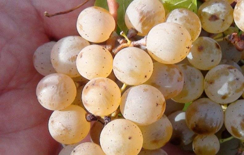 Выращивание винограда рислинг