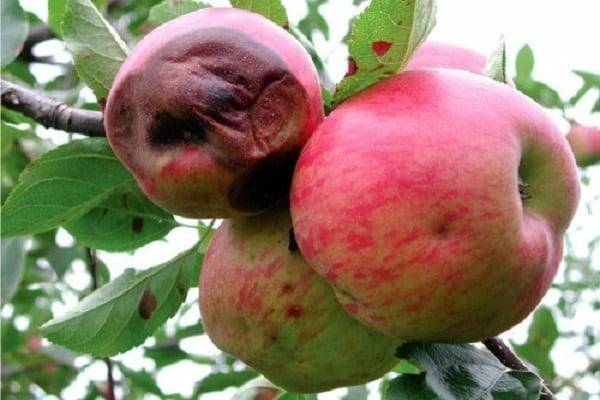 Болезни и вредители яблонь: причины и борьба