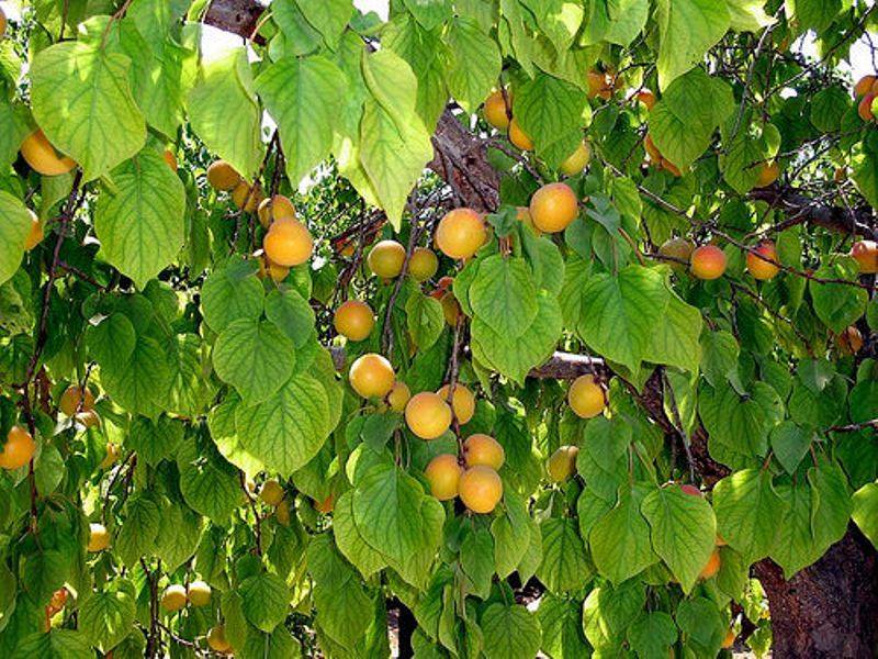 Чем подкормить абрикос чтобы не осыпалась завязь: как правильно удобрять и когда лучше подкармливать абрикосовое дерево (видео советы + 85 фото)