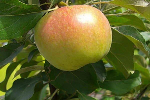 Сорта яблок: характеристики и урожайность деревьев