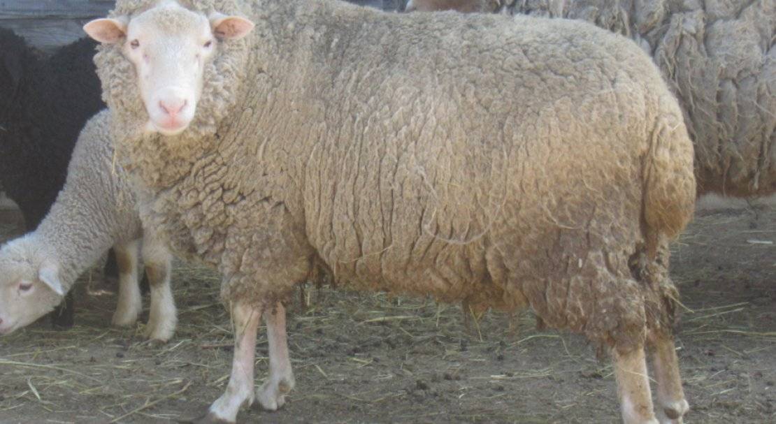 Симптомы и признаки ценуроза у овец, методы лечения и профилактика
