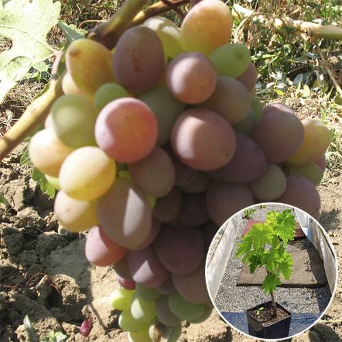 Особенности винограда «граф монте-кристо»