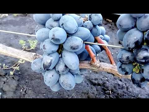 Виноград руслан: описание сорта с характеристикой и отзывами, особенности посадки и выращивания