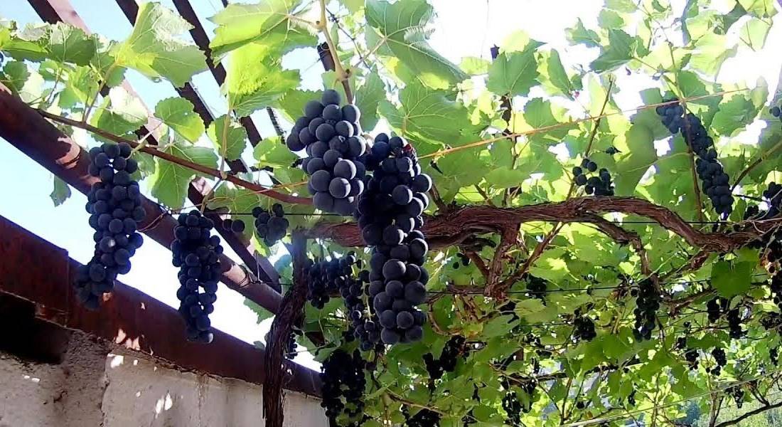Выращивание винограда в квартире - комнатный виноград
