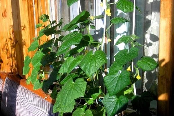 Выращивание огурцов на балконе: пошаговая инструкция с фото