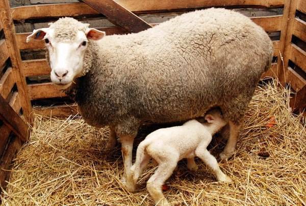 Выгодная в разведении асканийская порода овец