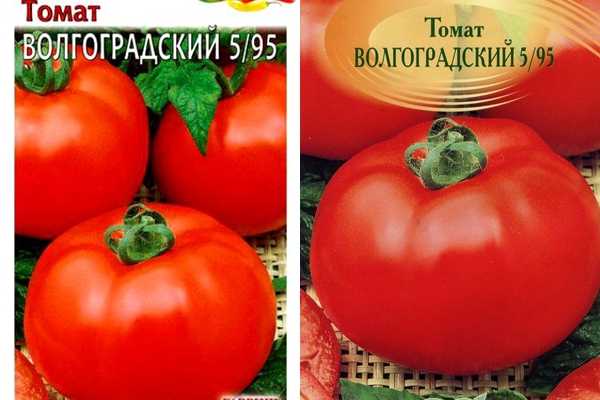 Выращиваем томат «волгоградский 5 95»: описание, особенности и фото сорта