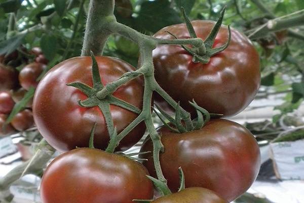 Описание сорта томата Сашер, его характеристика и выращивание