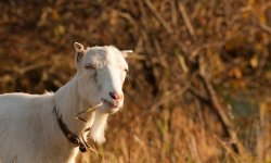 Чем можно кормить козу: правильное составление рациона, виды корма, организация питьевого режима