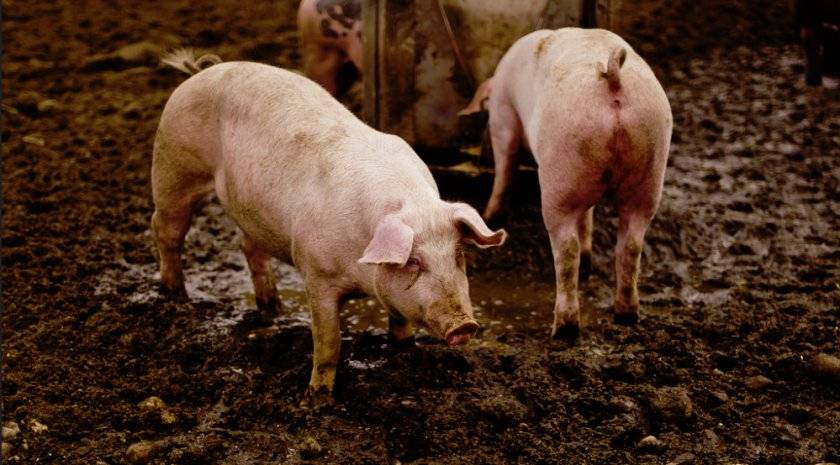 Чесотка у свиней: причины, симптомы, методы лечения, профилактика