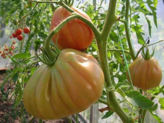Отборные томаты «сто пудов»: фото, характеристика и описание сорта, фото плодов-помидоров