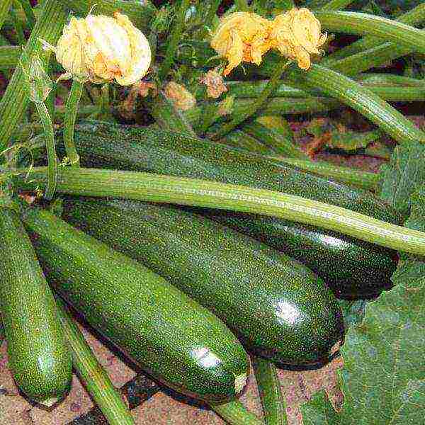 Описание сорта кабачка Грибовский, особенности выращивания и урожайность