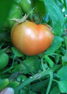 Чистое золото в помидорной теплице — описание гибридного сорта томата «золотая теща»