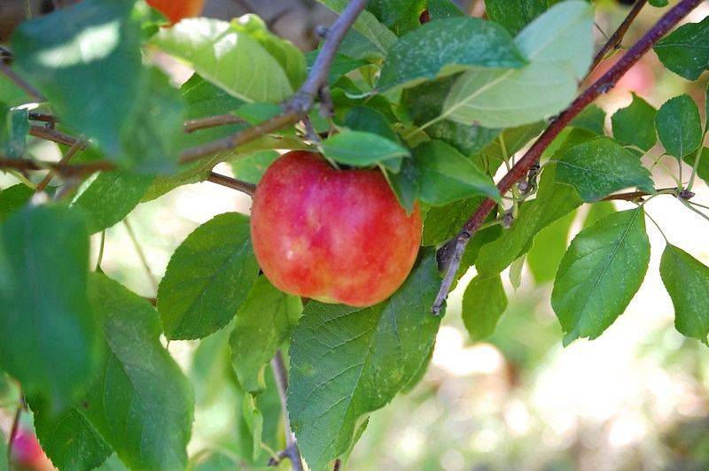 Яблоня айдаред – неприхотливый, высокоурожайный сорт со сладкими плодами