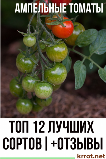 Описание сорта томата тигренок и особенности выращивания