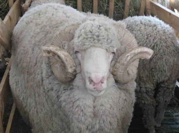 Порода овец