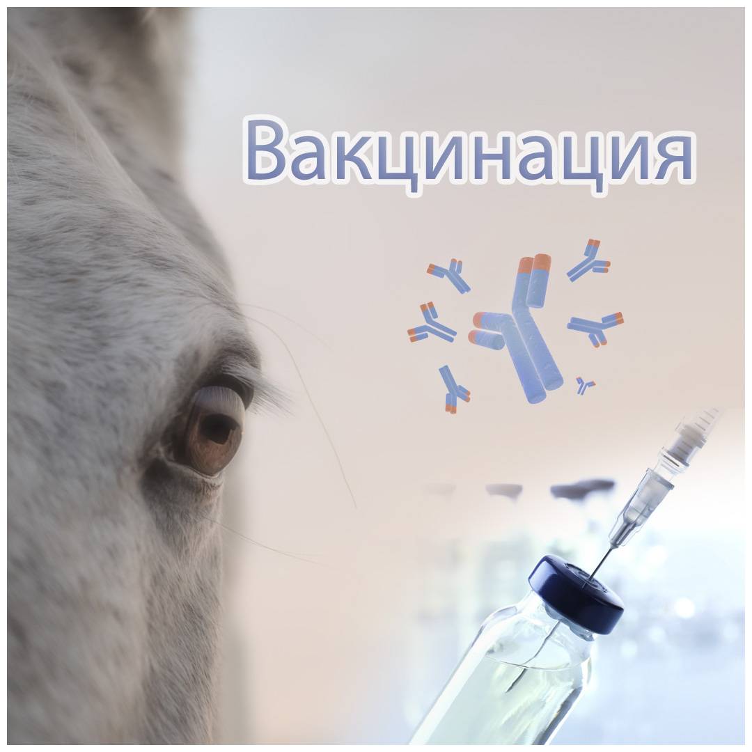 Ринопневмония лошадей вакцина против ринопневмонии