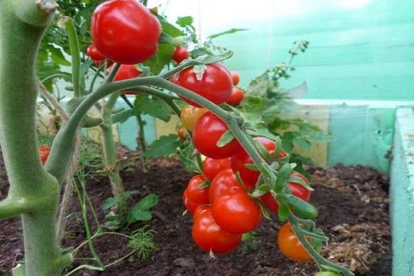 Выращивание, характеристика и описание томата сорта ля ля фа