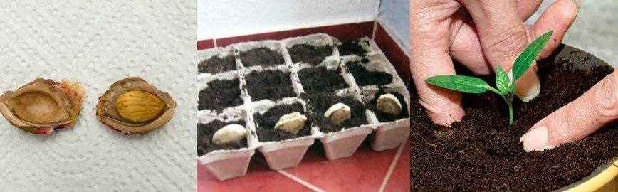 Выращивание алычи из косточки