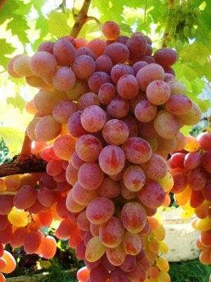 Описание винограда сорта памяти негруля и характеристика, история и выращивание