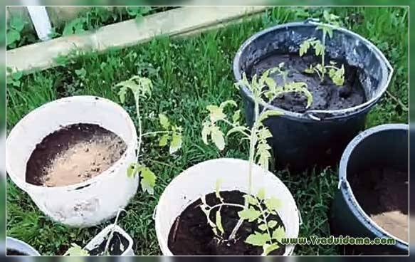 Выращивание помидоров (томатов) в ведрах на огороде и в теплице