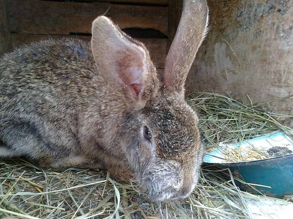 Болезни кроликов, и их симптомы и лечение