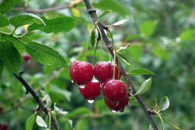 Описание сорта вишни Лютовка и характеристика урожайности, выращивание и уход