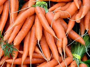 Посадка моркови под зиму – сорта и сроки посадки