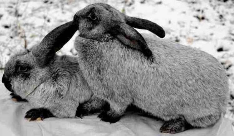 Кролики полтавское серебро