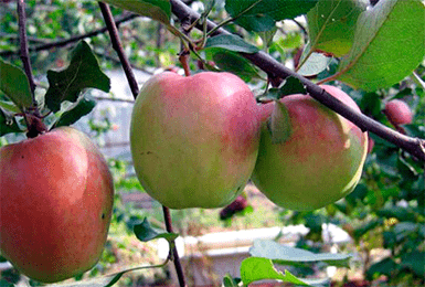 Описание и характеристики сорта яблони Дарунок, как собирать и хранить урожай