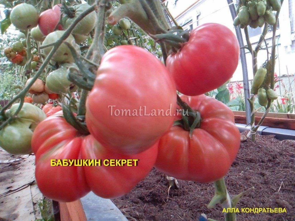 Характеристика и описание сорта томата Бабушкин Секрет и его урожайность