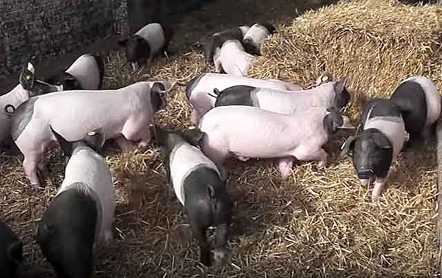 Домашние свиньи: чем кормить поросят, если они плохо растут