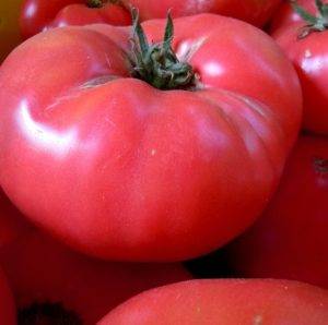Сорт томата «розовые щечки»: описание, характеристика, посев на рассаду, подкормка, урожайность, фото, видео и самые распространенные болезни томатов
