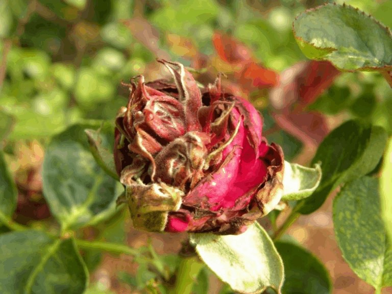 Почему не цветет плетистая роза, а растет в высоту