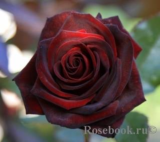 Описание чайно-гибридной розы черная магия